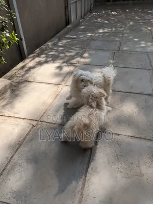 3-6 months Male Mixed Breed Poodle