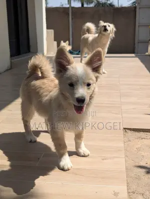 3-6 months Male Mixed Breed Japanese Spitz