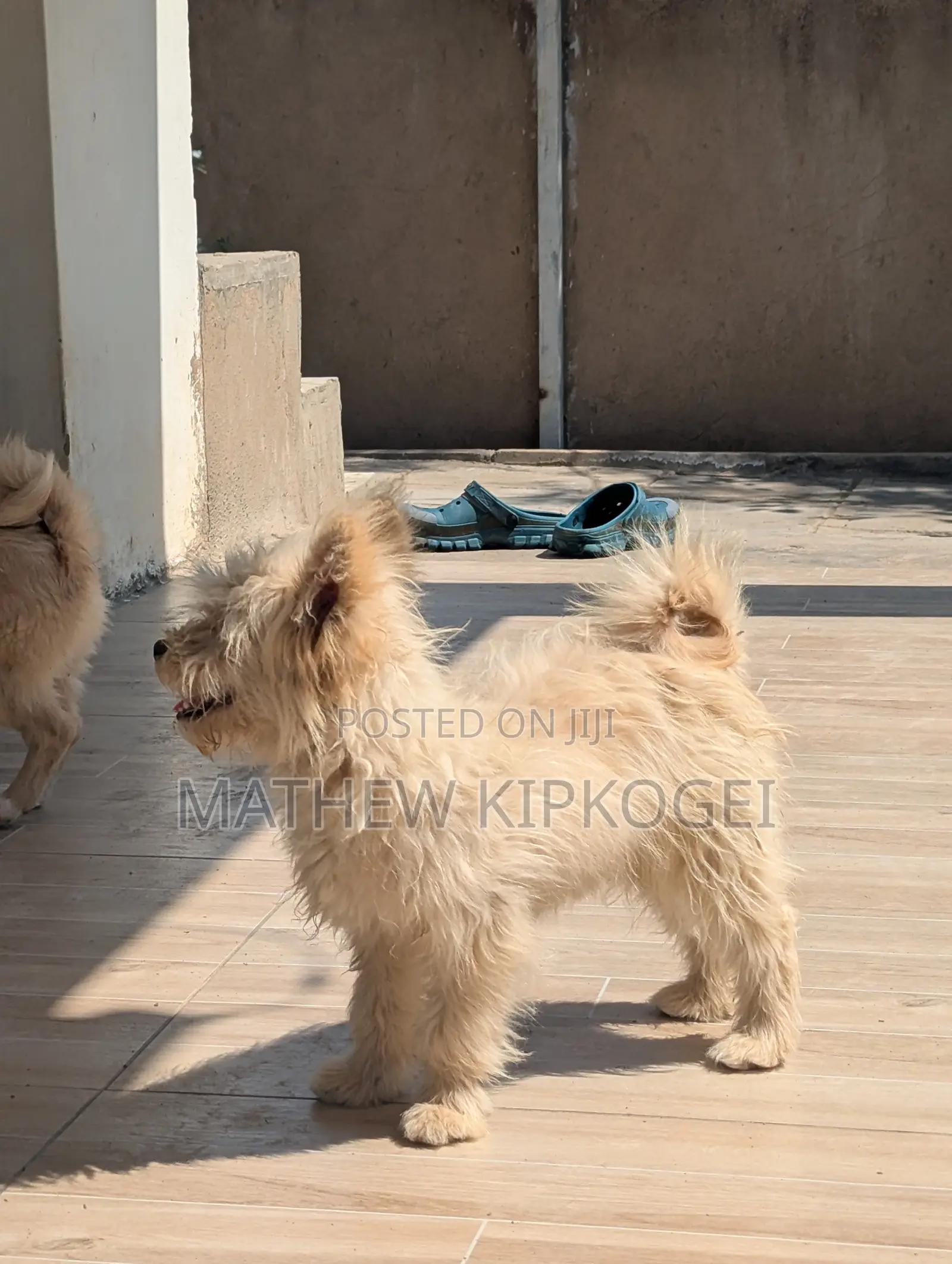 3-6 months Male Mixed Breed Japanese Spitz