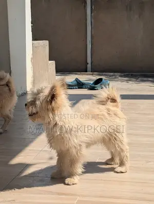 3-6 months Male Mixed Breed Japanese Spitz