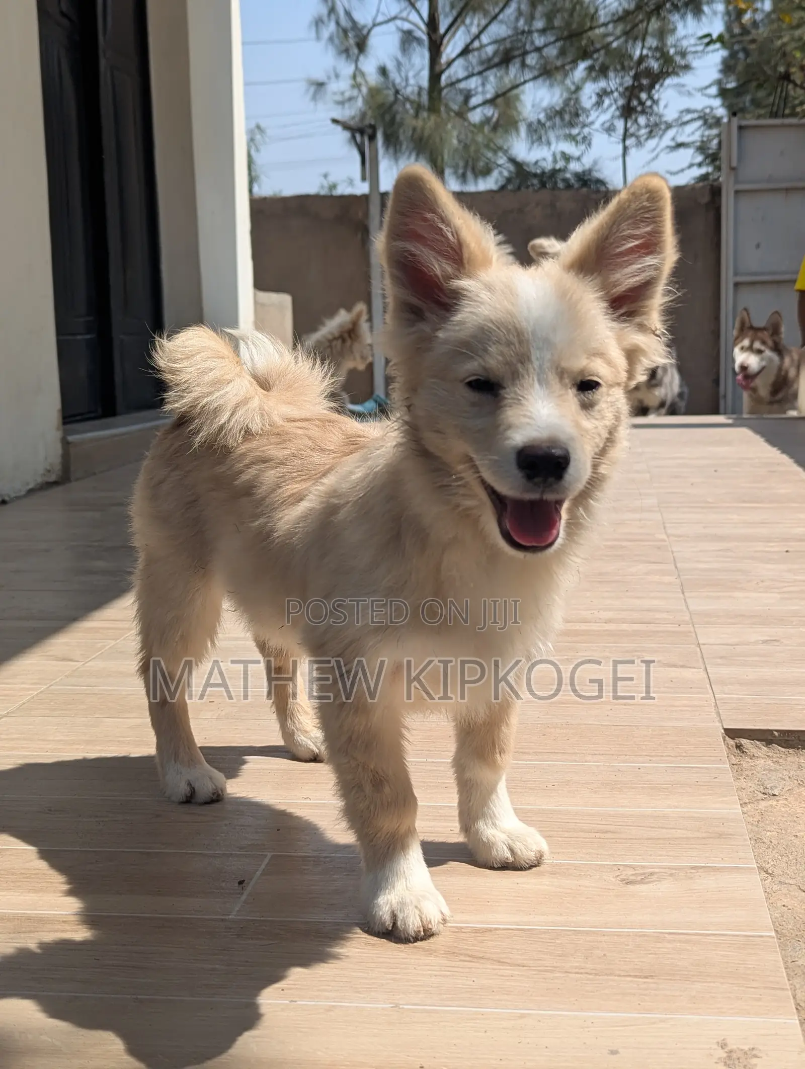 3-6 months Male Mixed Breed Japanese Spitz