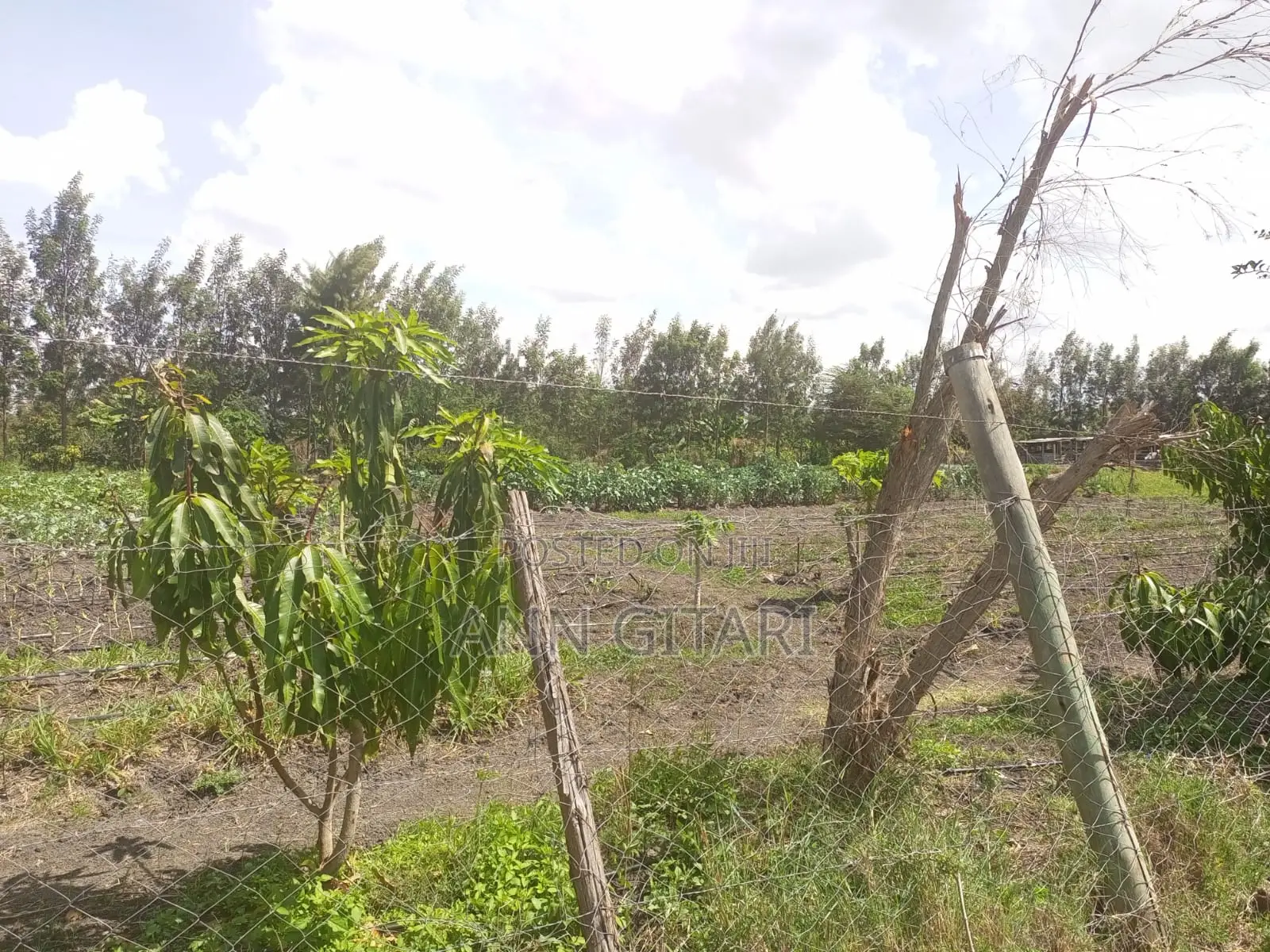 For Sale - 50x100 Plot