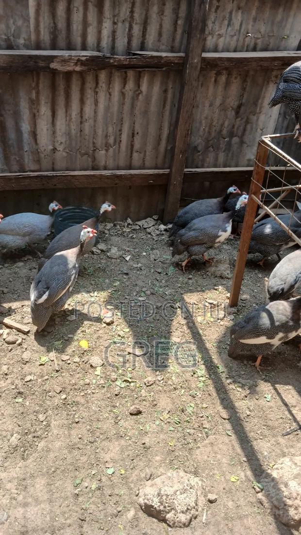 Guinea Fowl(Kanga) Eggs