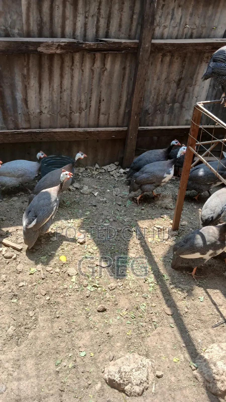Guinea Fowl(Kanga) Eggs