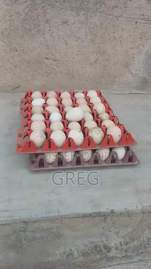 Guinea Fowl(Kanga) Eggs