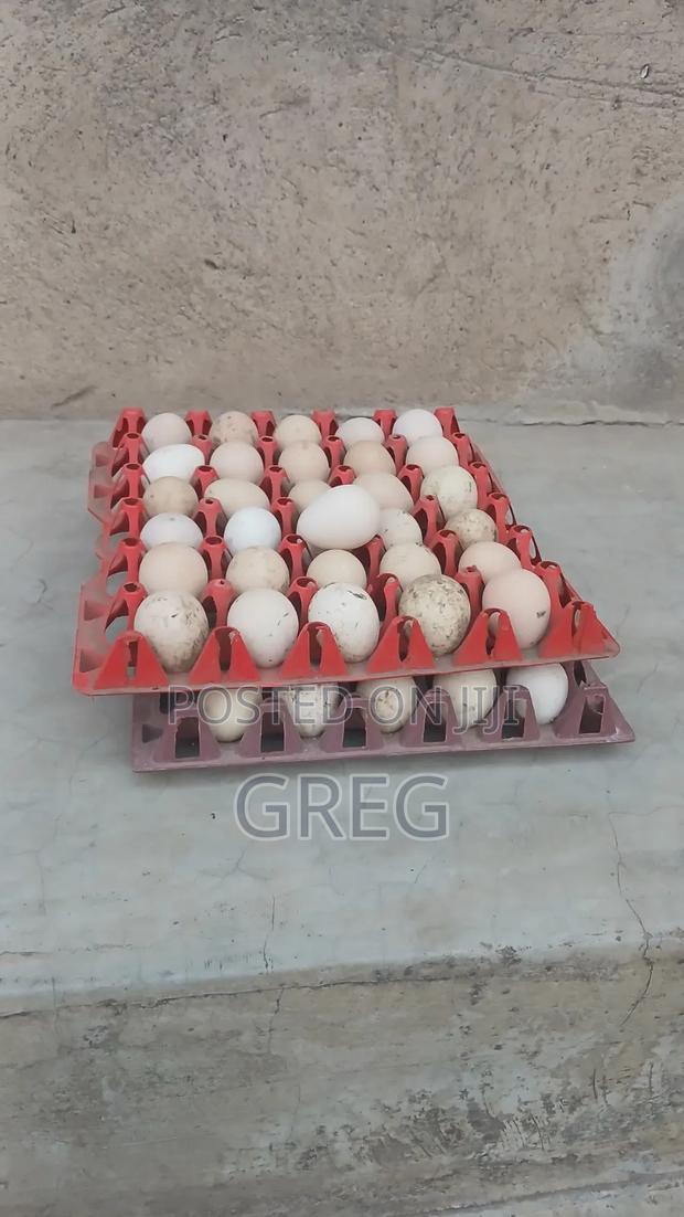 Guinea Fowl(Kanga) Eggs - thumbnail 3