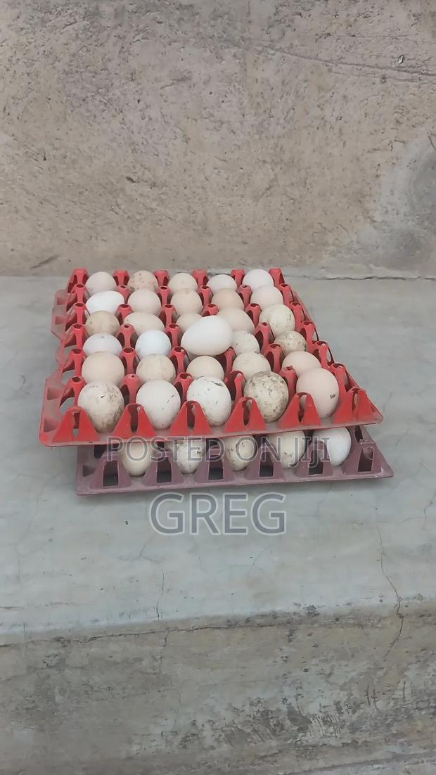 Guinea Fowl(Kanga) Eggs - thumbnail 4