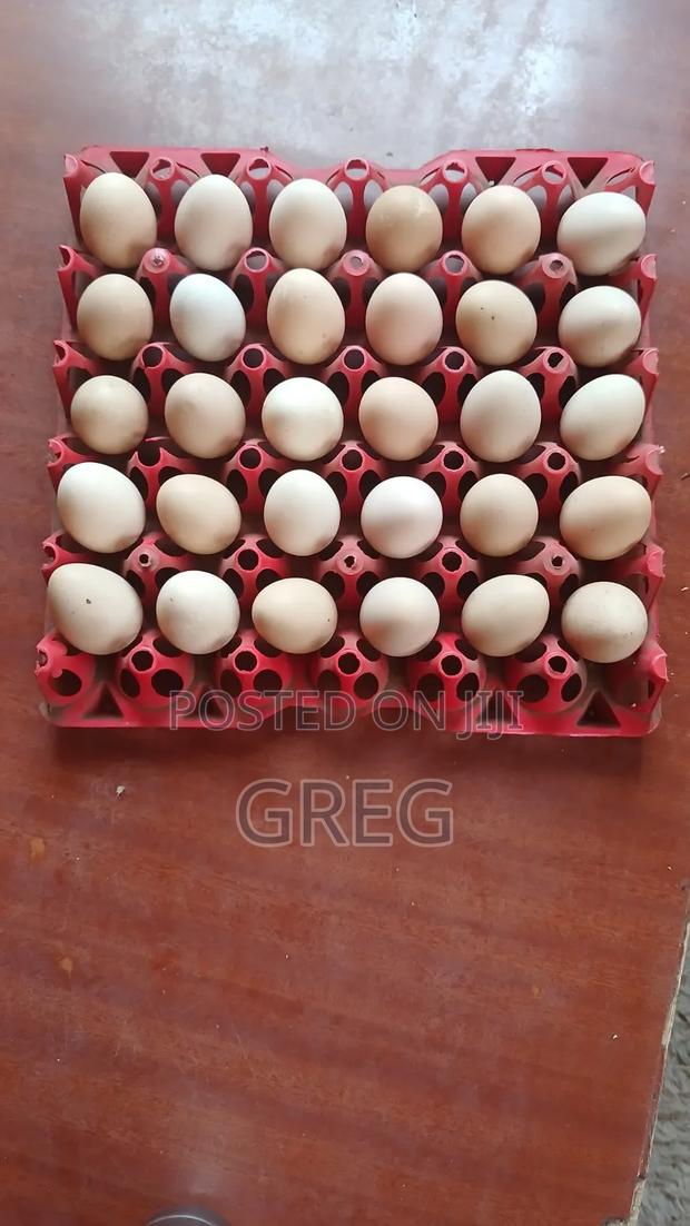Guinea Fowl(Kanga) Eggs - thumbnail 5