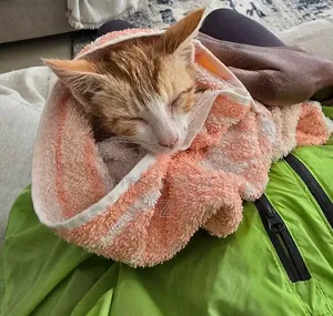 3-6 months Male Mixed Breed American Shorthair