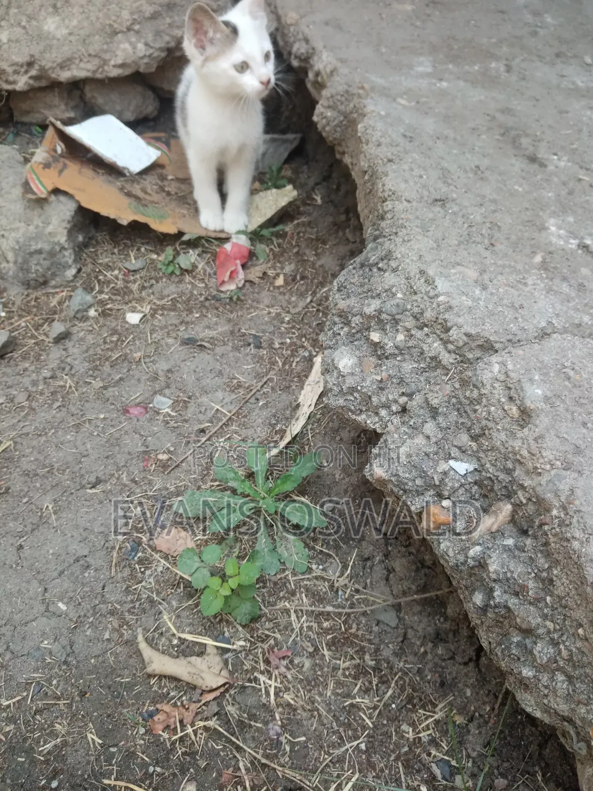 1-3 months Male Mixed Breed British Shorthair