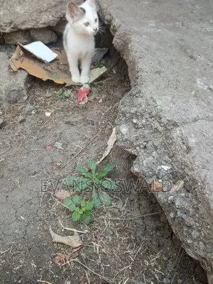 1-3 months Male Mixed Breed British Shorthair
