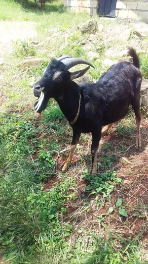 British Alpin Cross Breed Male/Buck Sheep