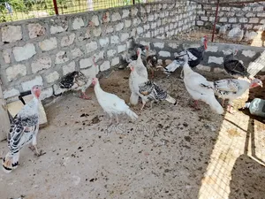 Turkey Birds