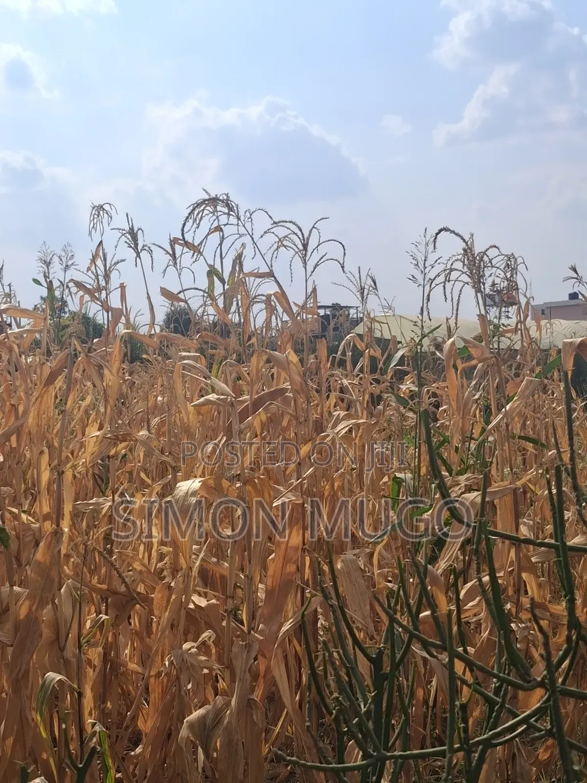 Githurai Mwihoko (Finance) Prime Adjoined 3plots Quick Sale 3.4M