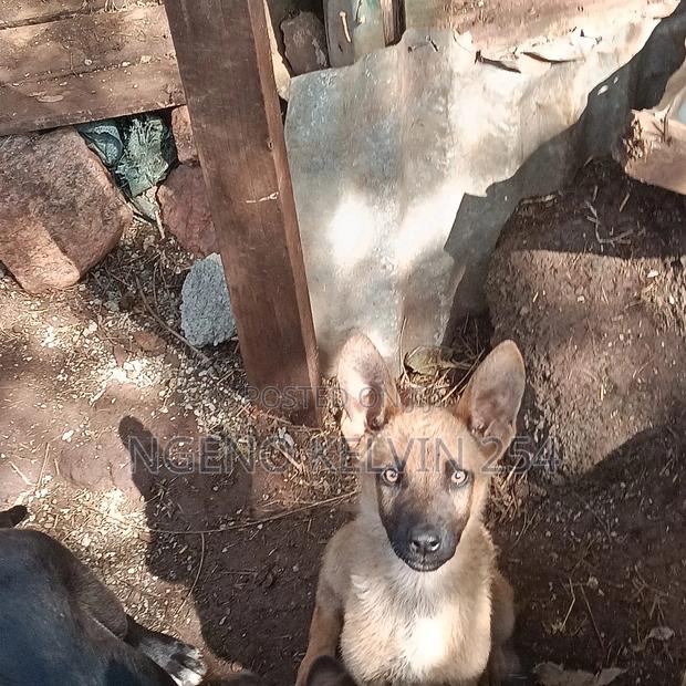 1-3 months Female Purebred German Shepherd - main view