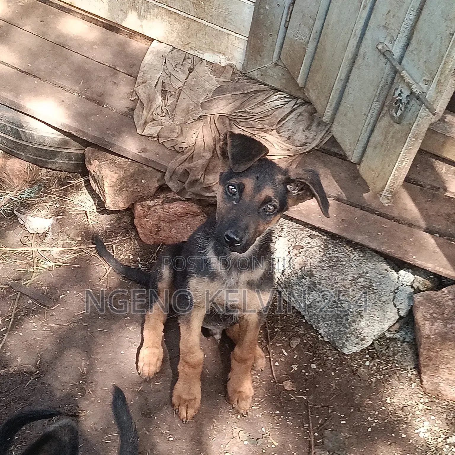 1-3 months Female Purebred German Shepherd