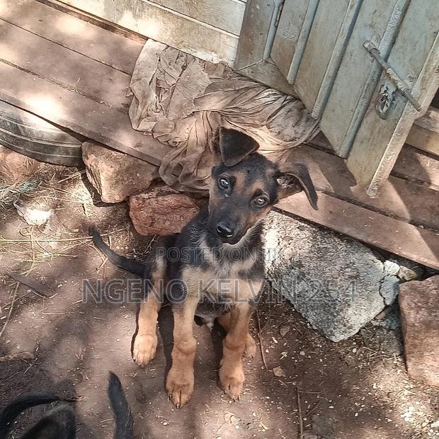 1-3 months Female Purebred German Shepherd - thumbnail 2