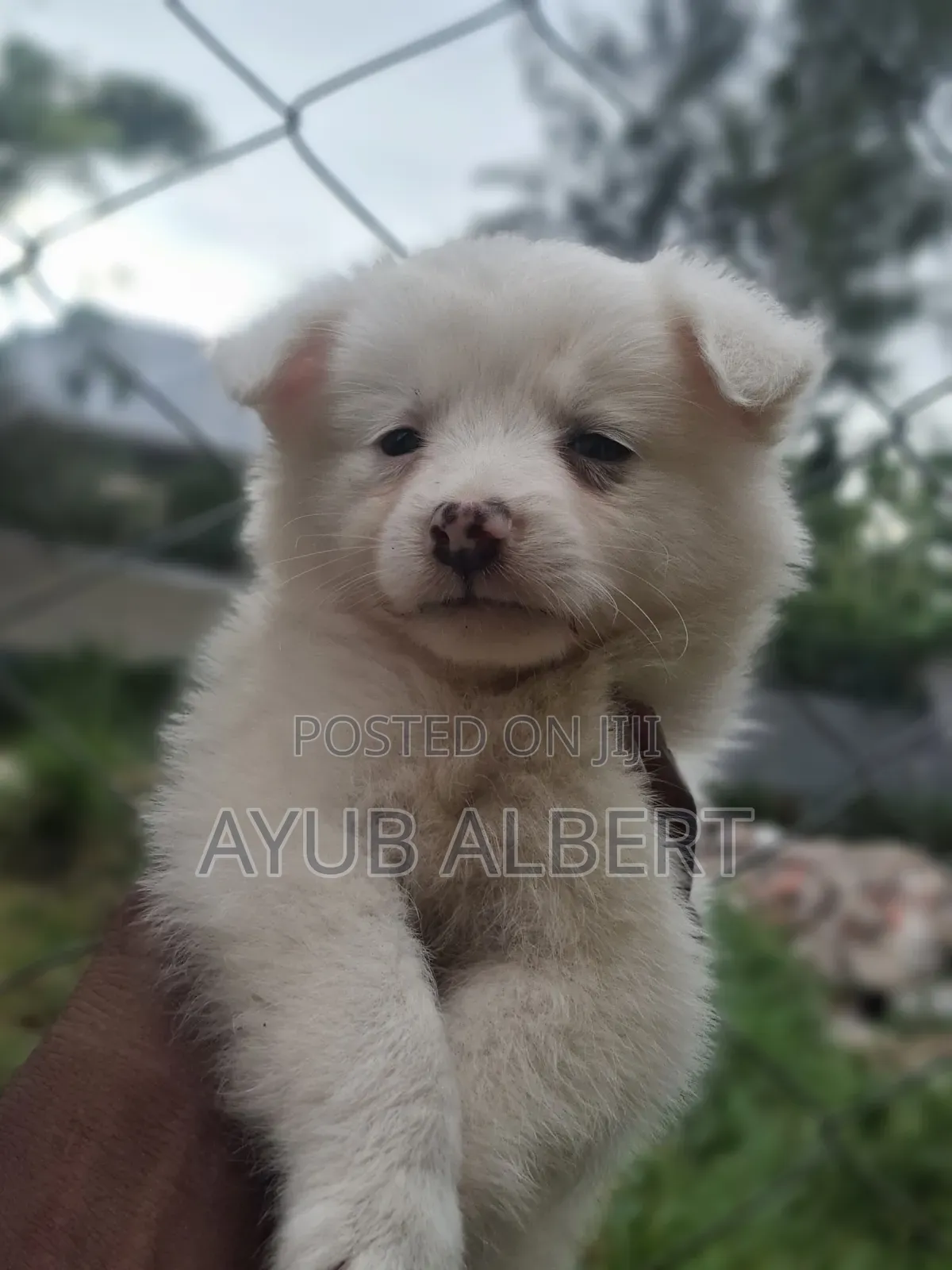 1-3 months Male Purebred Japanese Spitz