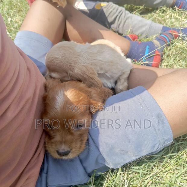 1-3 months Female Purebred Cocker Spaniel