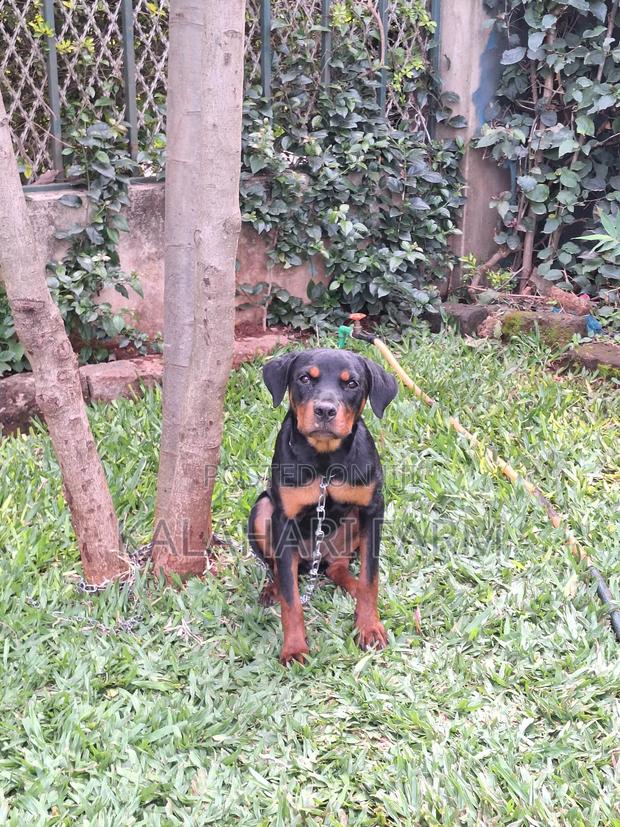 3-6 months Female Purebred Rottweiler