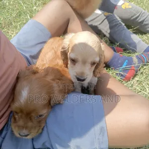 1-3 months Female Purebred Cocker Spaniel