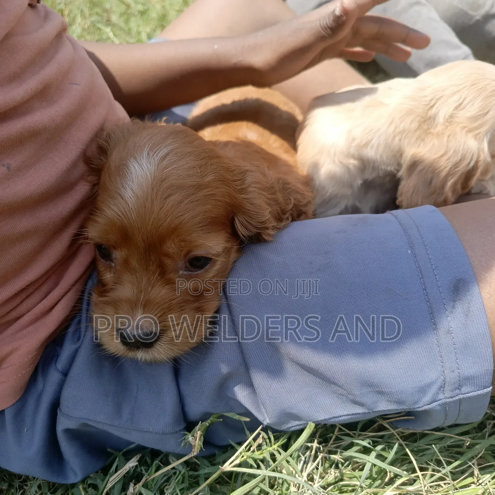 1-3 months Female Purebred Cocker Spaniel