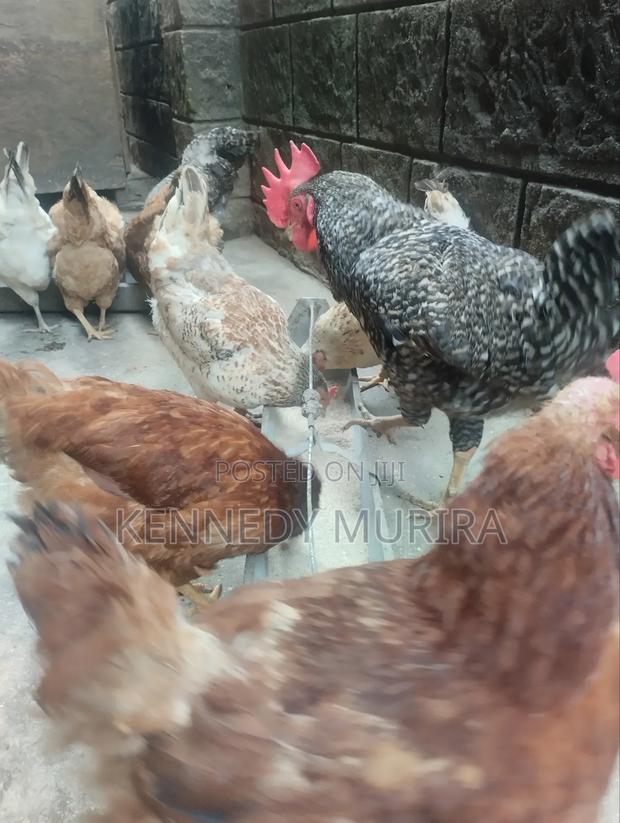 Mature Kienyeji Chicken for Sale