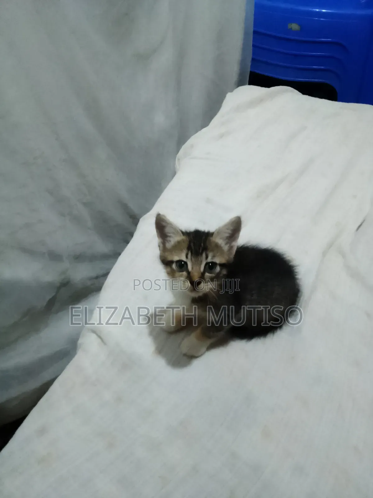 1-3 months Male Mixed Breed Persian