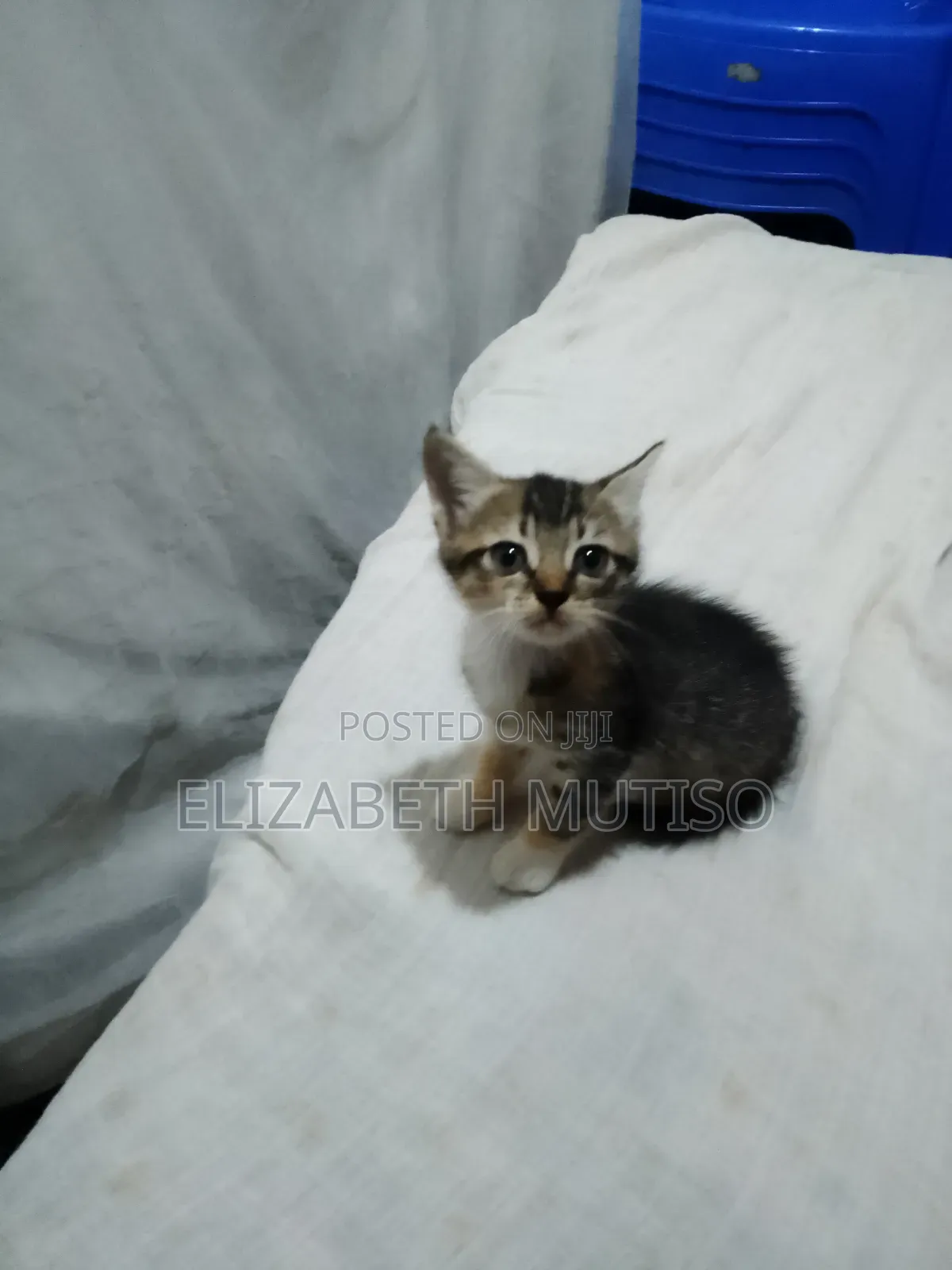 1-3 months Male Mixed Breed Persian