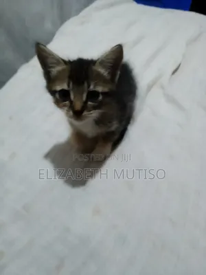 1-3 months Male Mixed Breed Persian