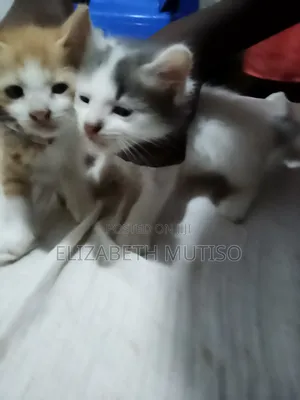 1-3 months Male Mixed Breed Persian