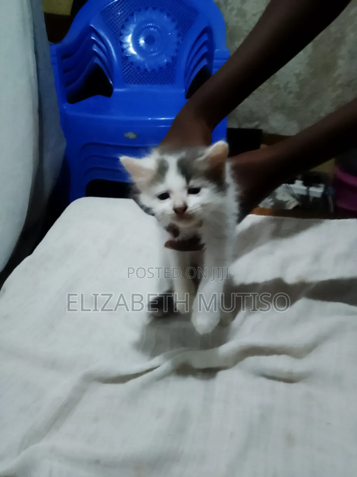 1-3 months Male Mixed Breed Persian