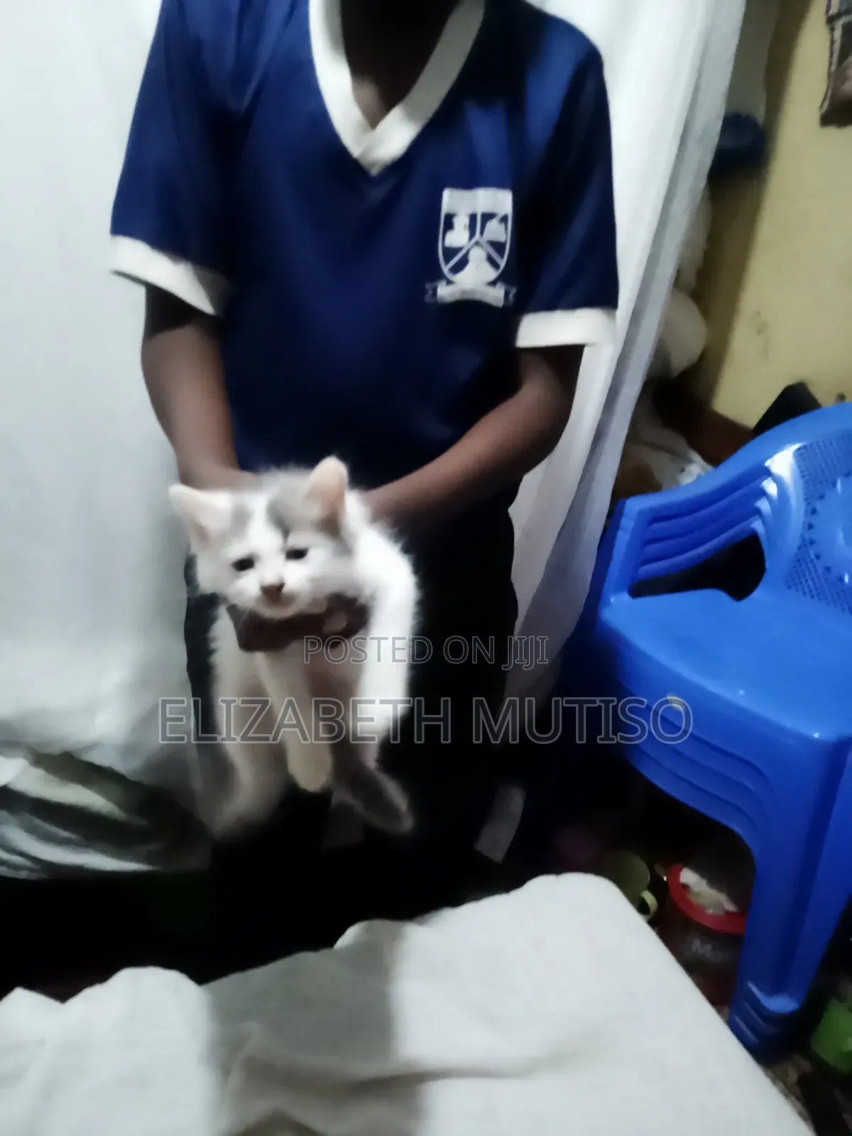 1-3 months Male Mixed Breed Persian