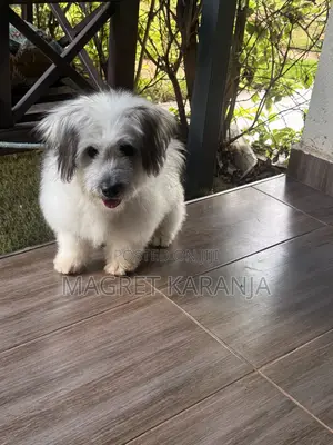 3-6 months Male Purebred Japanese Spitz