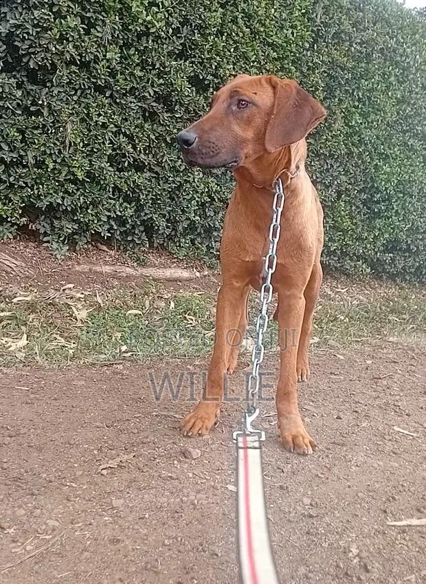 6-12 months Male Purebred Rhodesian Ridgeback
