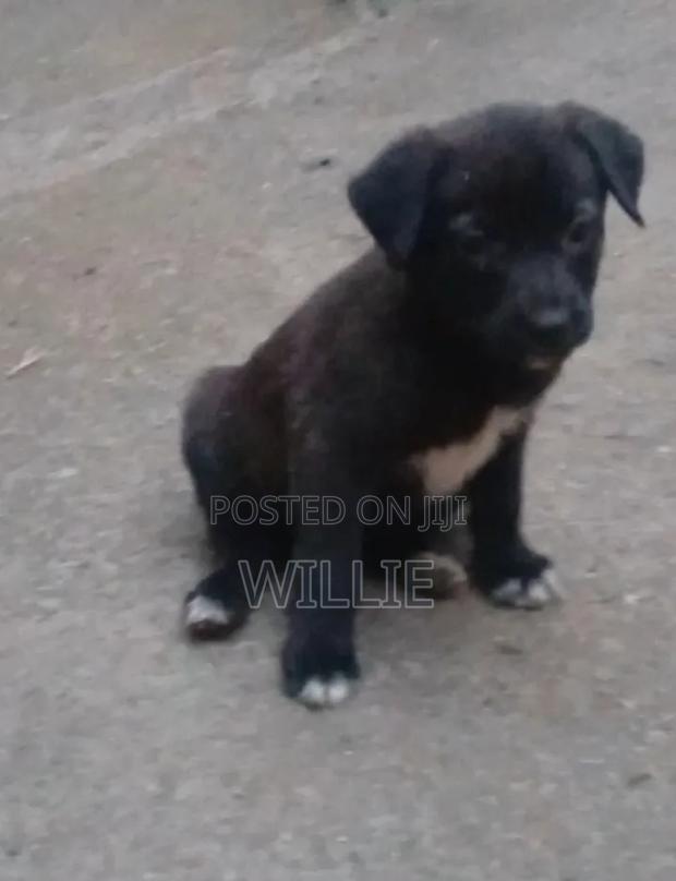 1-3 months Male Mixed Breed American Pit Bull Terrier