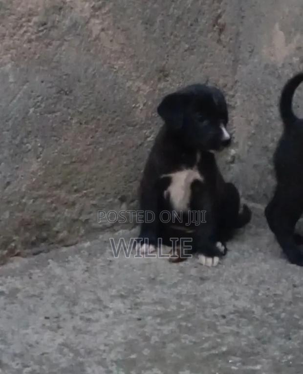 1-3 months Male Mixed Breed American Pit Bull Terrier - thumbnail 2