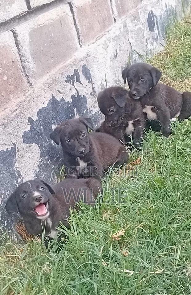 1-3 months Male Mixed Breed American Pit Bull Terrier - thumbnail 3