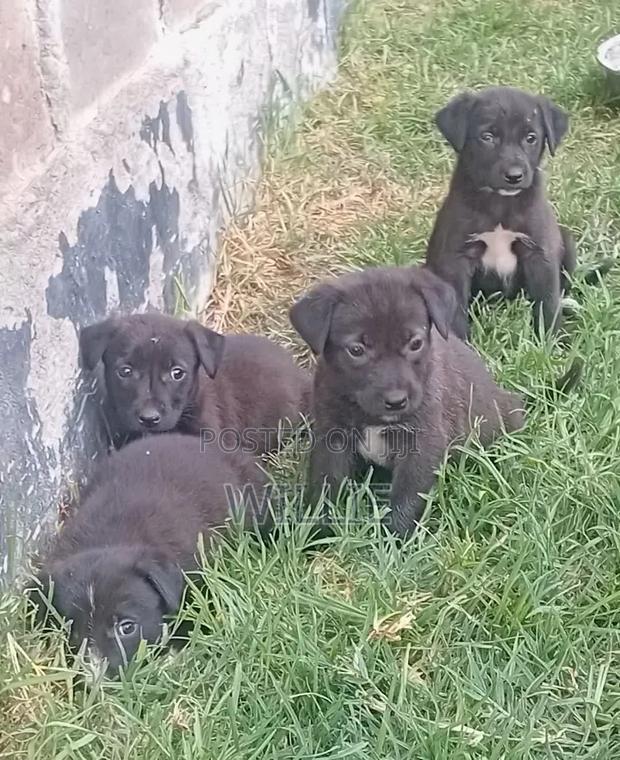 1-3 months Male Mixed Breed American Pit Bull Terrier - thumbnail 4