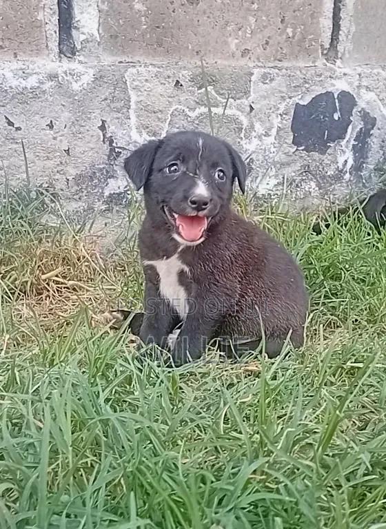 1-3 months Male Mixed Breed American Pit Bull Terrier - thumbnail 5
