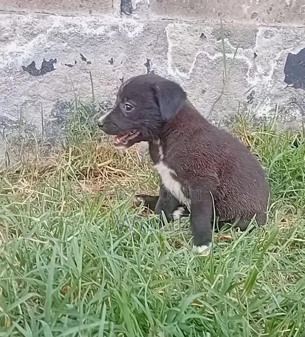 1-3 months Male Mixed Breed American Pit Bull Terrier - thumbnail 6