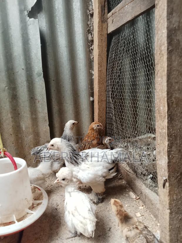 Brahma Chicks Available