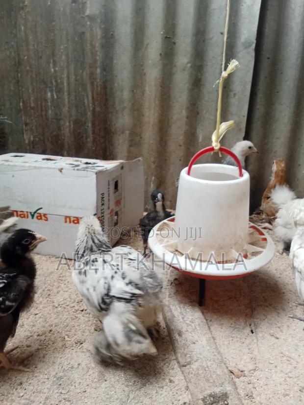 Brahma Chicks Available - thumbnail 2