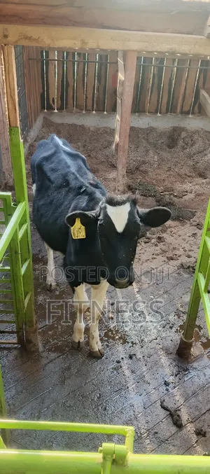 Bullying Heifer