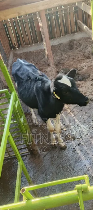 Bullying Heifer