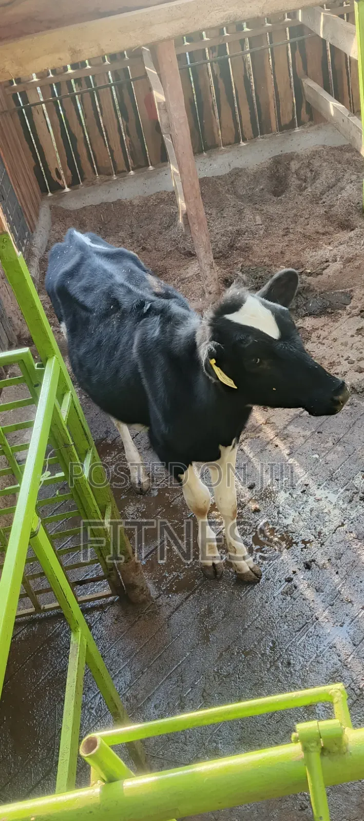 Bullying Heifer