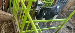 Bullying Heifer