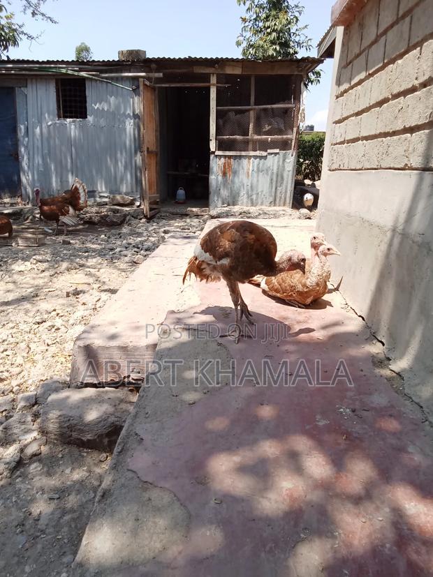 Red Bourbon Turkey Chicks Available