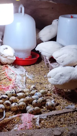 White Japanese Quail (Coturnix Japonica) Texas a M Quail Layers