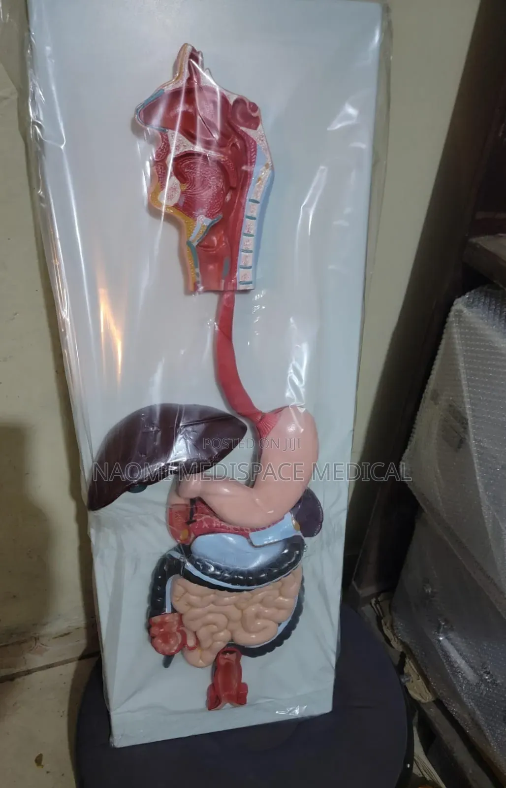 Digestive System Training Model